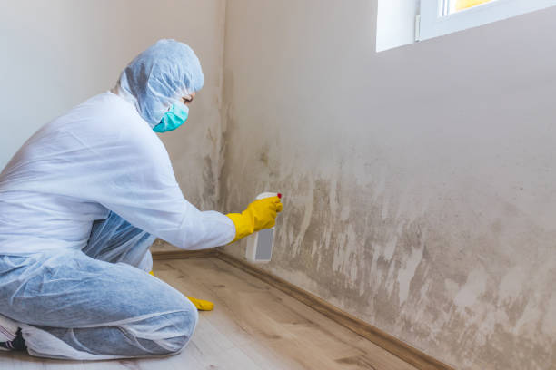 Black mold inspection in Zebulon