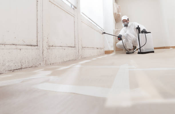 Black mold remediation team in Zebulon