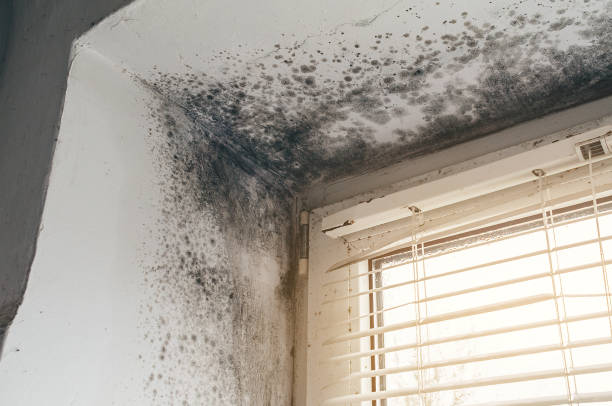 Mold Removal service in Zebulon